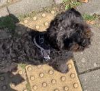 Dekking aangeboden - goed gesocialiseerde reu (6 kg), Reu, CDV (hondenziekte), 1 tot 2 jaar, Eén hond