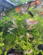 Groep guppies (100+st), Dieren en Toebehoren, Vissen | Aquariumvissen, Vis, Zoetwatervis