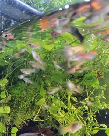 Groep guppies (100+st) beschikbaar voor biedingen