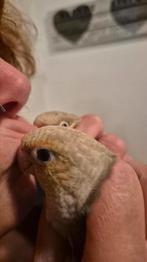 2 tamme jonge pyrrhura"s, Dieren en Toebehoren, Vogels | Parkieten en Papegaaien, Geslacht onbekend, Parkiet, Pratend