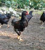 Barnevelder haantjes, Dieren en Toebehoren, Mannelijk, Kip