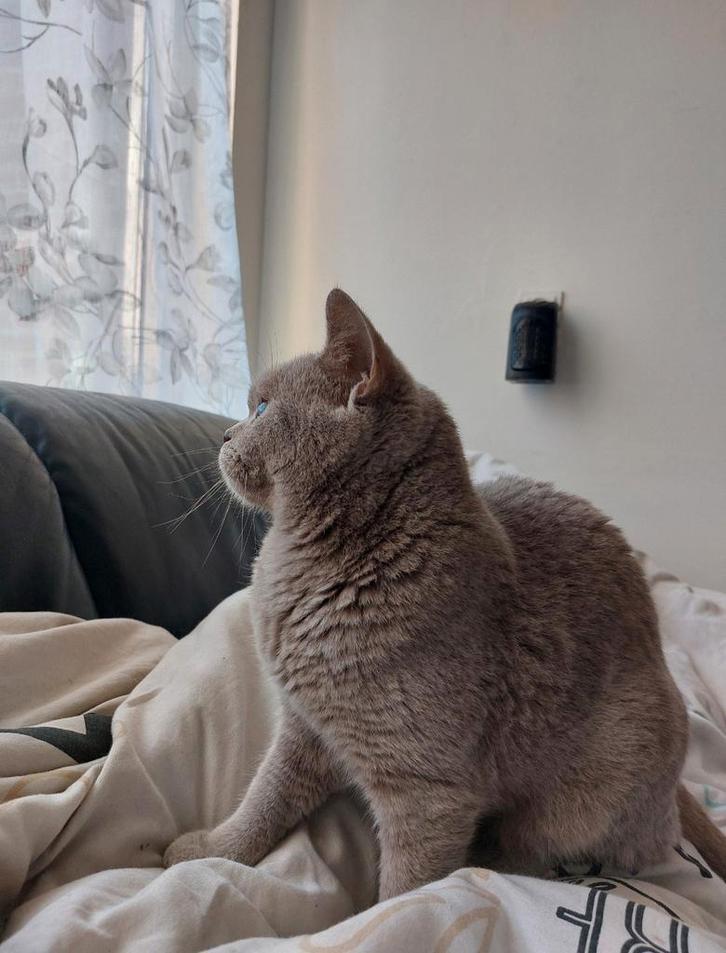 Een mooie Britse Korthaar te koop., Dieren en Toebehoren, Katten en Kittens | Dekkaters