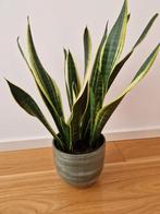 Sansevieria (Vrouwentong), Vaste plant, Bloeit niet, Halfschaduw, Ophalen
