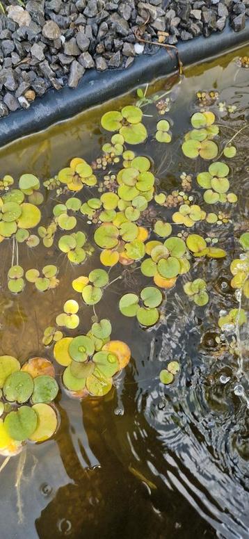 Watergentiaan (Nymphoides peltata).  beschikbaar voor biedingen