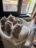 Britse lange/korte haar kittens, Dieren en Toebehoren, Katten en Kittens | Raskatten | Langhaar, Meerdere dieren, Ontwormd, 0 tot 2 jaar