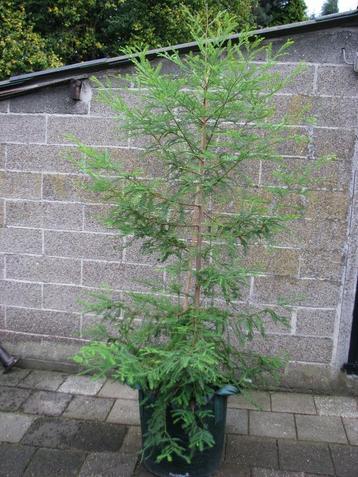 Hoogste boom op aarde: Sequoia sempervirens, 115m hoog beschikbaar voor biedingen