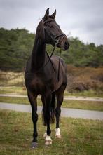 Allrounder, Dieren en Toebehoren, Merrie, Dressuurpaard