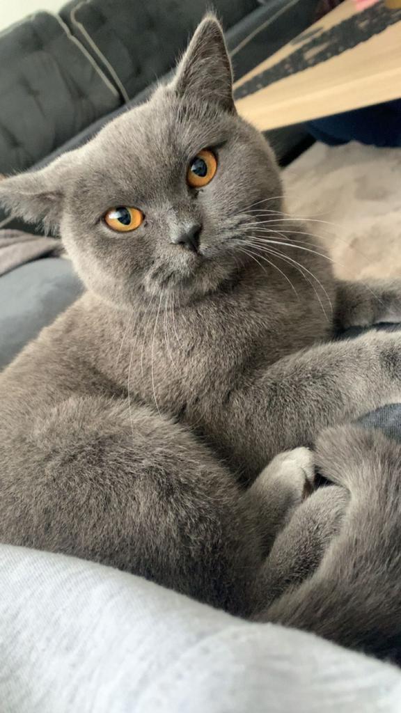 Lieve krolse poes te koop geschikt voor fok 1 nestje gehad, Dieren en Toebehoren, Katten en Kittens | Raskatten | Korthaar, Poes