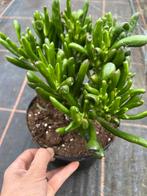 Crassula ovata pot17, Ophalen of Verzenden, Overige soorten, Volle zon