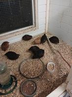 Japanse kwartels 4 hennen en 1 haan, Meerdere dieren, Tam