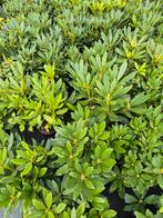 25 rhododendrons "percy wiseman", Tuin en Terras, Ophalen of Verzenden, Overige soorten, Halfschaduw