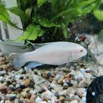 Pelvicachromis pulcher, Vis