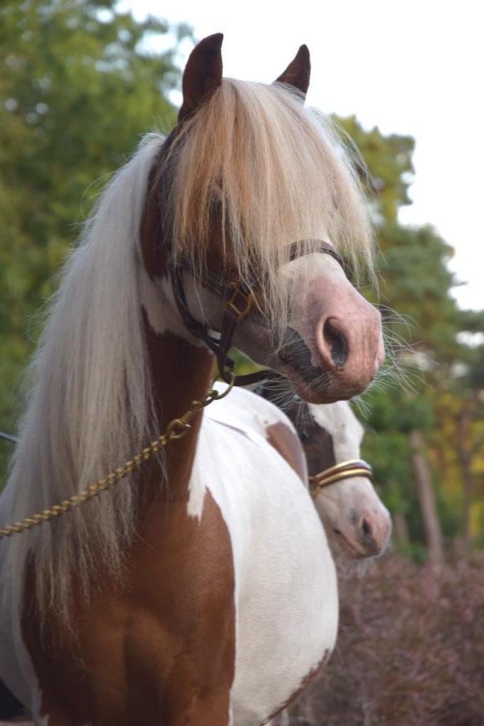 Lieve nmprs stermerrie, Dieren en Toebehoren, Pony's, Merrie, A pony (tot 1.17m), 7 tot 10 jaar, Met stamboom, Gechipt, Ontwormd