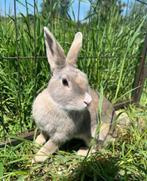 Malteser zoekt een huisje (voedster gevaccineerd), Dieren en Toebehoren, Konijnen, Vrouwelijk, Klein, 3 tot 5 jaar