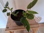Begonia, Huis en Inrichting, Kamerplanten, Ophalen, Halfschaduw, Minder dan 100 cm