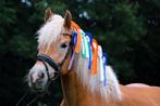 Talentvolle Allround SportHaflinger Te Koop., Dieren en Toebehoren, Pony's, B, Gechipt, 7 tot 10 jaar, Recreatiepony