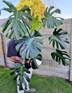 Monstera Deliciosa Planten te koop, Ophalen of Verzenden, Overige soorten, Minder dan 100 cm