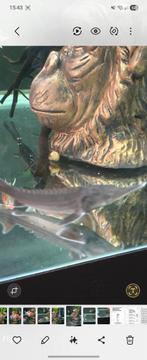 Te koop sterlet steurtje, Steur