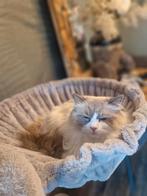 Blue bicolor ragdoll dekkater beschikbaar, ook thuisdekking!, 0 tot 2 jaar