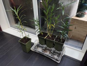 Oleanders eigen kweek 50 cm hoog en veel zaad eventueel beschikbaar voor biedingen