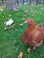 Kuikens te koop. Zijn heel tam, Dieren en Toebehoren, Meerdere dieren, Kip
