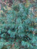 Pinus Armandii, chinese pijnbomen te koop, Bloeit niet, Overige soorten, 250 tot 400 cm, Ophalen