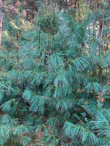 Pinus Armandii, chinese pijnbomen te koop beschikbaar voor biedingen