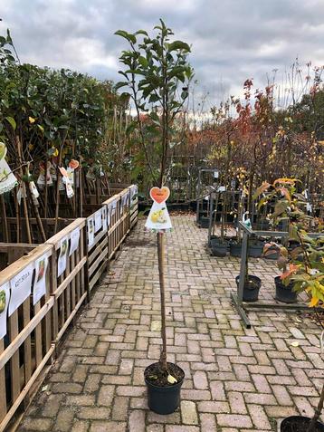 Golden Delicious Appelboom beschikbaar voor biedingen