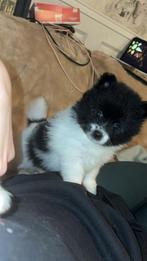 Pomeriaan Pomeranian Dwergkees Pups, Dieren en Toebehoren, Honden | Poolhonden, Keeshonden en Oertypen, 8 tot 15 weken, Meerdere
