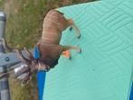 schleich  kudu antilope, Verzamelen, Dierenverzamelingen, Ophalen of Verzenden, Zo goed als nieuw, Hert, Beeldje of Figuurtje