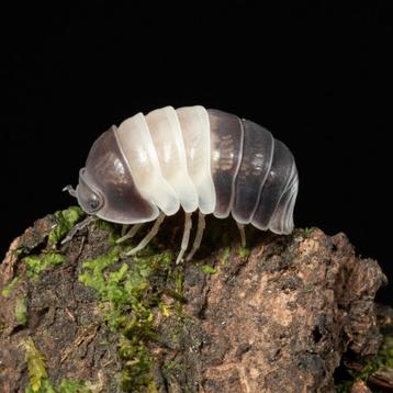 Cubaris sp Panda King  beschikbaar voor biedingen