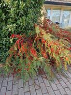 Gratis Planten Uitgraven - Diverse Soorten!, Tuin en Terras, Planten | Tuinplanten, Vaste plant, Halfschaduw, Herfst, Ophalen