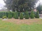 Taxus boompjes en coniferen op stam, Tuin en Terras, Planten | Bomen, Ophalen, Bloeit niet, Halfschaduw, Overige soorten