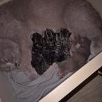 Brits korthaar kittens 100%, Dieren en Toebehoren, Katten en Kittens | Raskatten | Korthaar, Meerdere dieren, Ontwormd