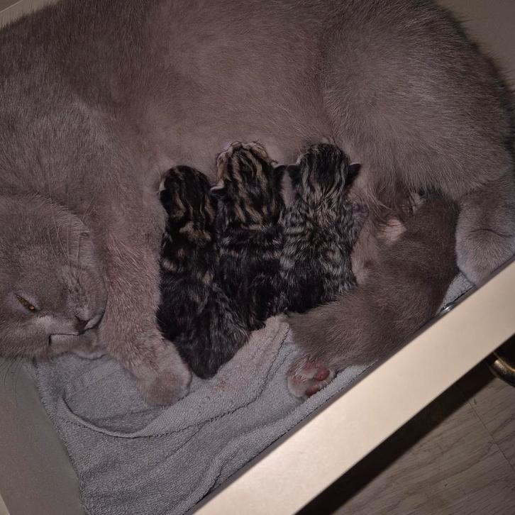 Brits korthaar kittens 100%, Dieren en Toebehoren, Katten en Kittens | Raskatten | Korthaar, Meerdere dieren, Ontwormd, Ingeënt