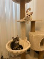 Kittens te koop, Dieren en Toebehoren, Katten en Kittens | Overige Katten, Meerdere dieren