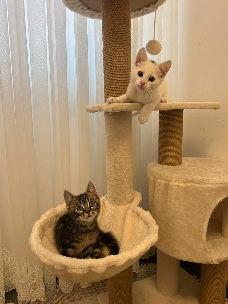 Kittens te koop, Dieren en Toebehoren, Katten en Kittens | Overige Katten, Meerdere dieren