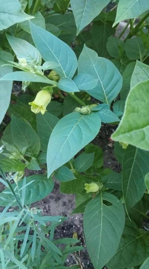 Atropa Belladonna var lutea - Wolfskers zaden, Tuin en Terras, Bloembollen en Zaden, Zaad, Voorjaar, Ophalen of Verzenden