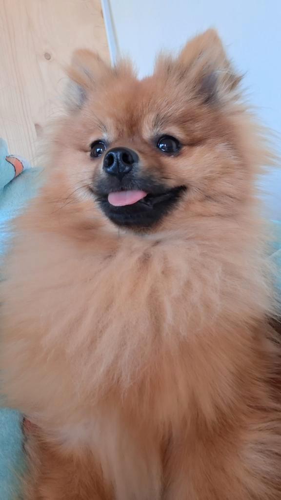 Mooie pomeriaan, Diensten en Vakmensen, Dieren | Honden | Verzorging, Oppas en Les