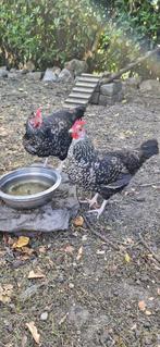 Krielkippen + Krielhaan gratis af te halen, Dieren en Toebehoren, Pluimvee, Vrouwelijk, Kip