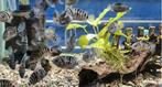 Zebra cichlide te koop weg = weg, Dieren en Toebehoren, Vissen | Aquariumvissen, Vis