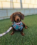 Dashshund Puppy  female price is negotiable, Ophalen