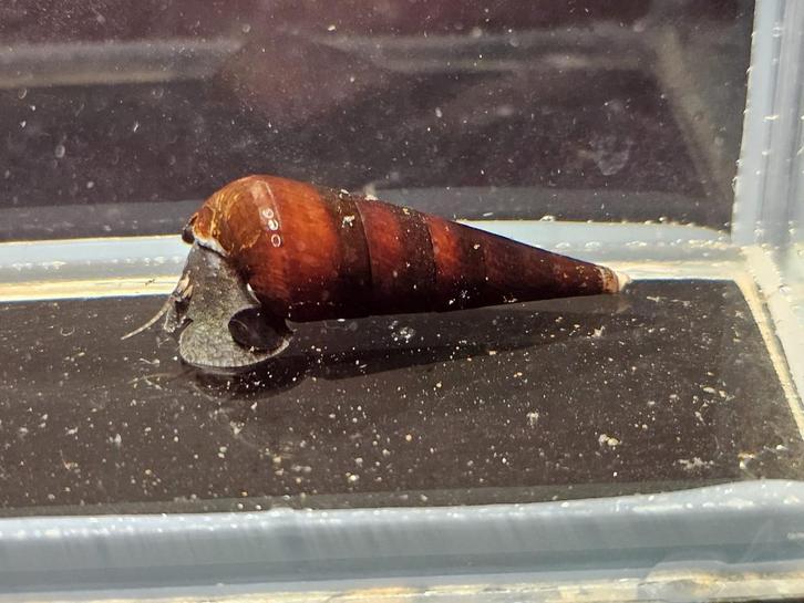 Faunus sp. Cappucino | aquariumslakken, Dieren en Toebehoren, Vissen | Aquariumvissen, Zoetwatervis, Vis, Schoolvis