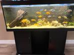 Groot compleet aquarium te koop!, Ophalen, Zo goed als nieuw, Gevuld zoetwateraquarium