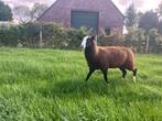 Ram zwartbles, Dieren en Toebehoren, Schapen, Geiten en Varkens, Mannelijk, Schaap