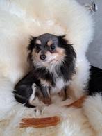 Chihuahua langharig reutje € 850,-, Dieren en Toebehoren, CDV (hondenziekte), Particulier, Meerdere, 1 tot 2 jaar