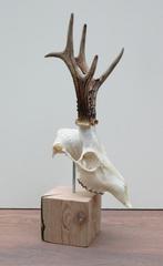 Mooi gebleekte zesender REE SCHEDEL op houten sokkel (# 4), Verzamelen, Ophalen of Verzenden, Nieuw, Hert, Gewei of Kop