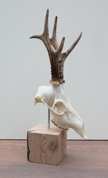 Mooi gebleekte zesender REE SCHEDEL op houten sokkel (# 4) beschikbaar voor biedingen