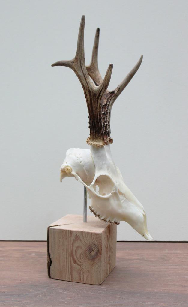 Mooi gebleekte zesender REE SCHEDEL op houten sokkel (# 4), Verzamelen, Dierenverzamelingen, Nieuw, Gewei of Kop, Hert, Ophalen of Verzenden