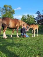 Welsh A merrie Cadance, Dieren en Toebehoren, Merrie, B, Gechipt, A pony (tot 1.17m)